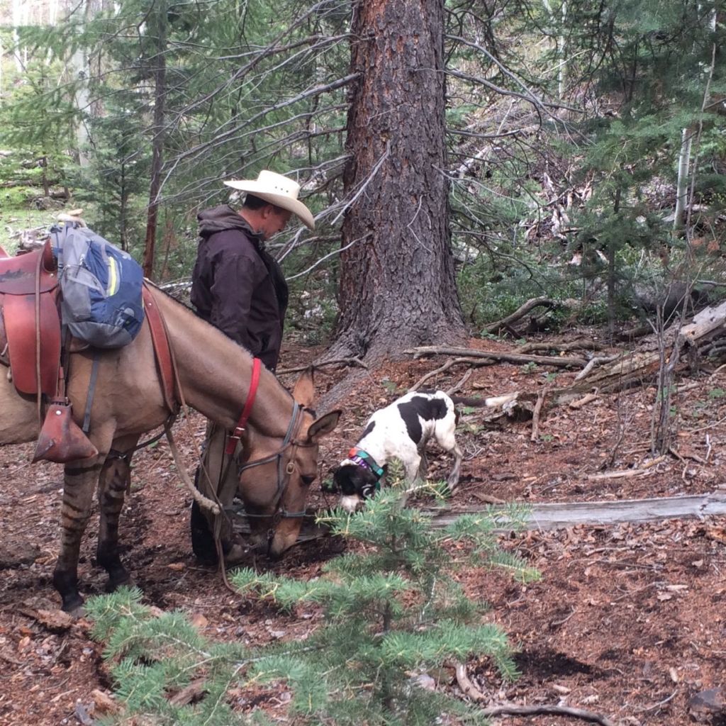 Clint and his mule observing hound as dog searches for cougar scent